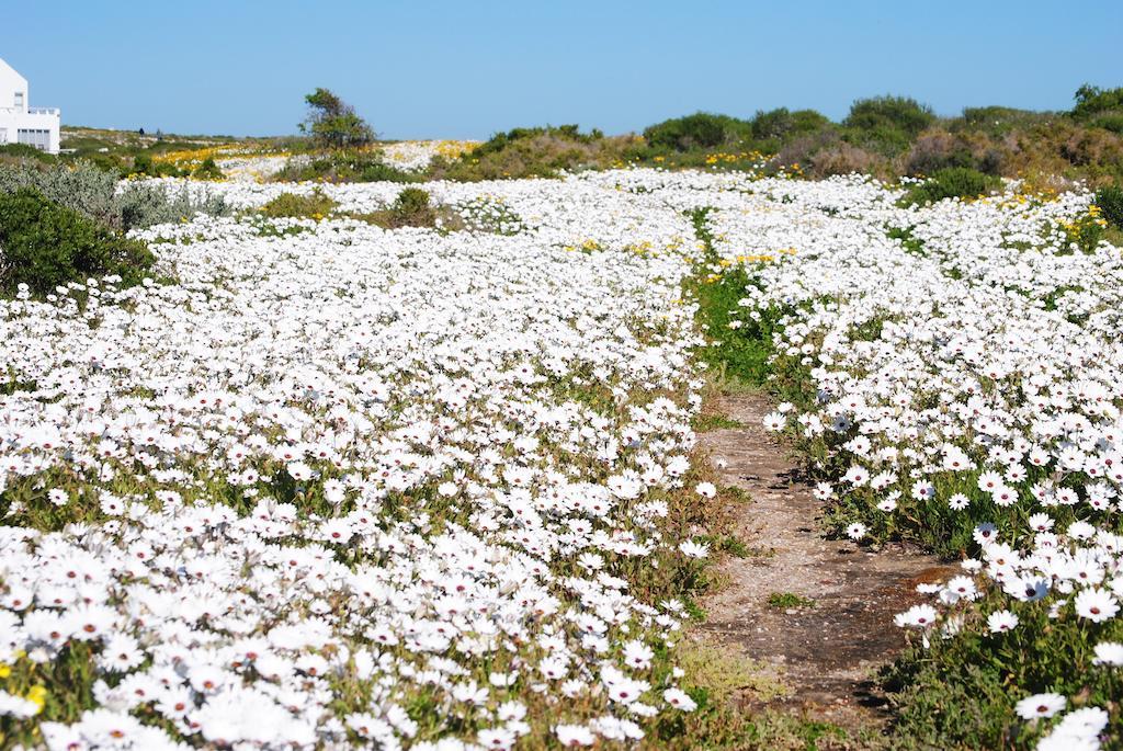 Stay At Bokkoms In Paternoster Self Catering Accommodation Eksteriør bilde